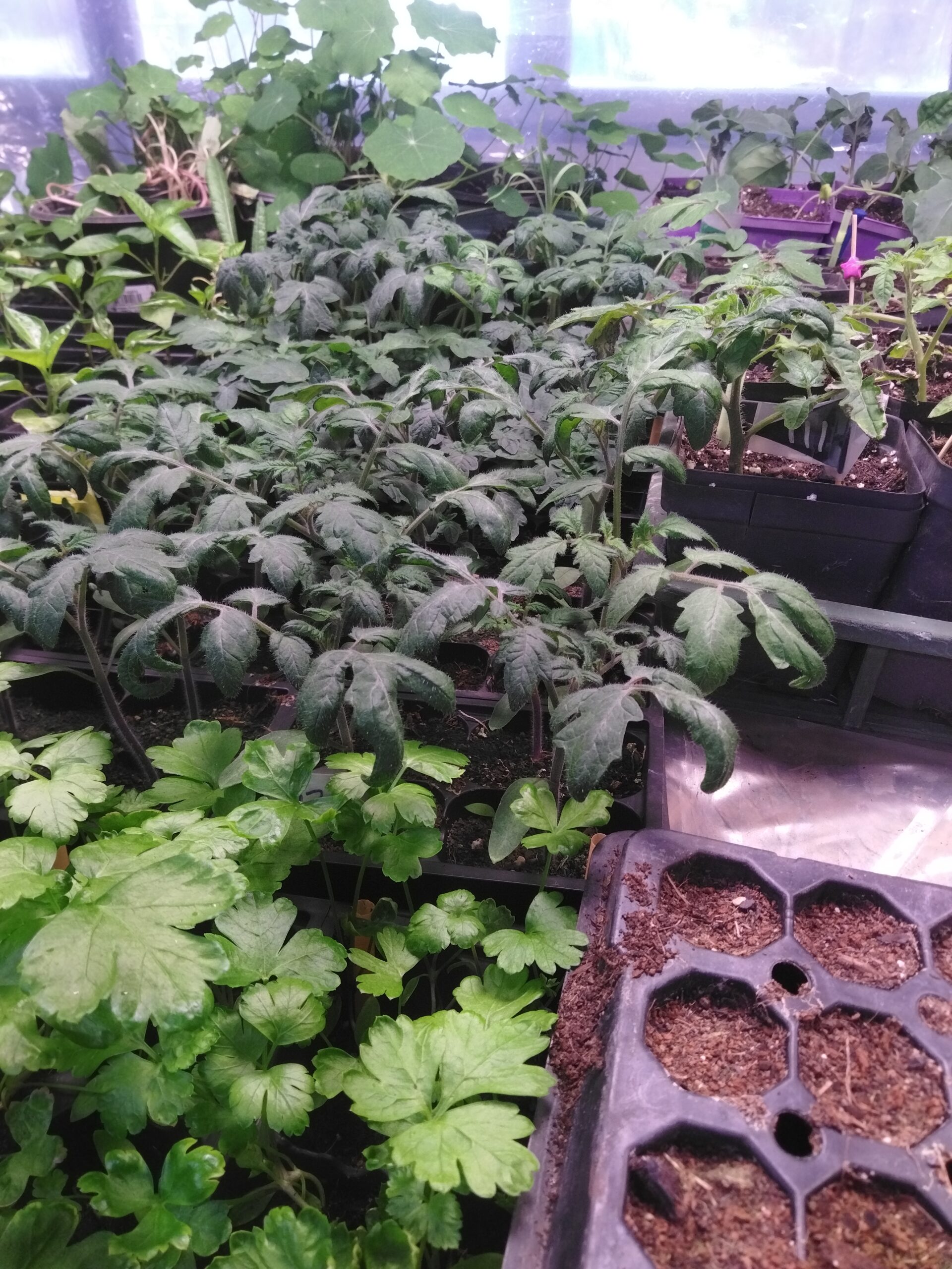 Seedling Scaled